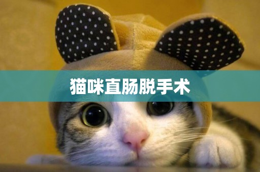 猫咪直肠脱手术